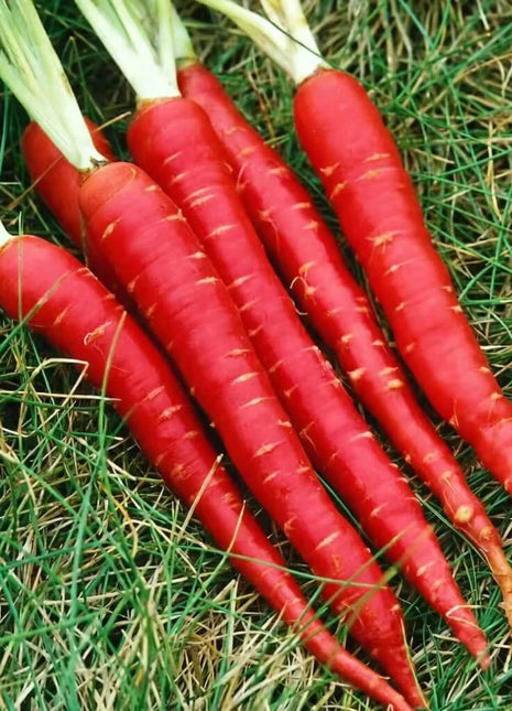 Atomic Red Carrot – 250 Seeds