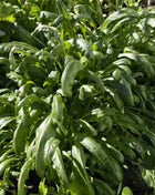 Mibuna Chinese Cabbage – 100 Seeds