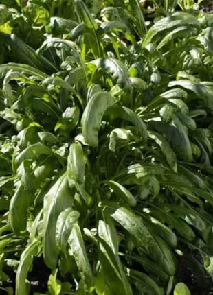 Mibuna Chinese Cabbage – 100 Seeds