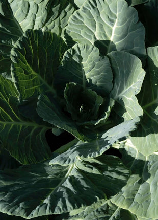 Georgia Collard Greens – 100 Seeds