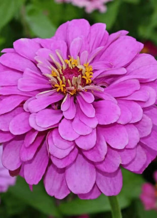 Lavender Zinnia – 100 Seeds