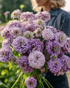 Lavender Zinnia – 100 Seeds