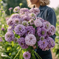 Collection image for: Lavender