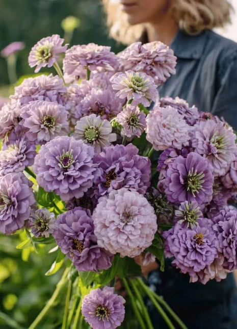 Lavender Zinnia – 100 Seeds