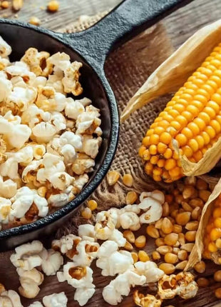 Popcorn Corn – 30 Seeds