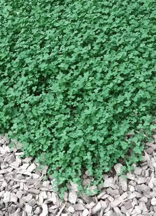 Micro Clover (Mini) – 10,000 Seeds