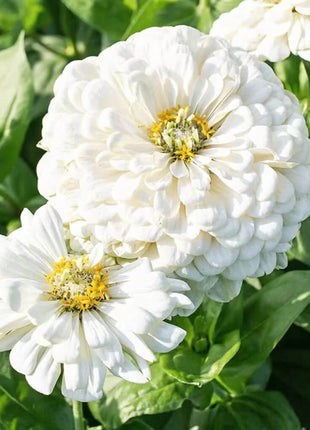 Lemon Meringue Zinnia – 100 Seeds
