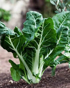 Lucullus Swiss Chard – 100 Seeds