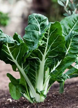 Lucullus Swiss Chard – 100 Seeds