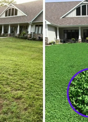 Micro Clover (Mini) – 10,000 Seeds