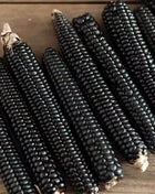 Morado Montana Maize Corn – 25 Seeds