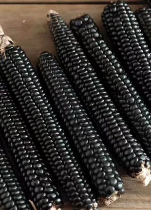 Morado Montana Maize Corn – 25 Seeds