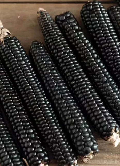 Morado Montana Maize Corn – 25 Seeds
