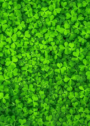 Micro Clover (Mini) – 10,000 Seeds