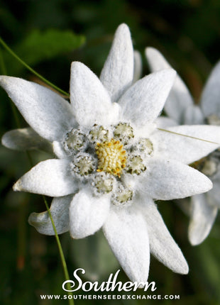 Edelweiss – 100 Seeds