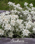 Edelweiss – 100 Seeds