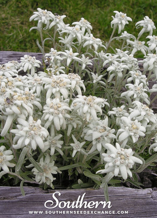 Edelweiss – 100 Seeds