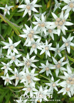 Edelweiss – 100 Seeds