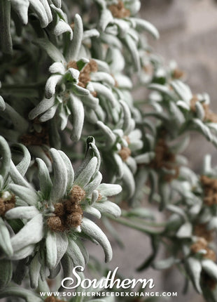 Edelweiss – 100 Seeds
