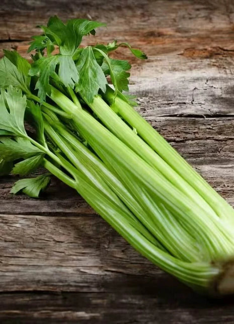 Utah 52-70 Celery – 300 Seeds