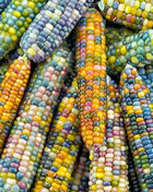 Glass Gems Corn – 30 Seeds