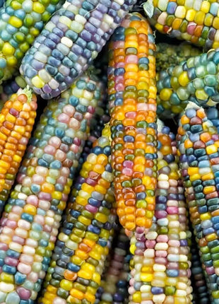 Glass Gems Corn – 30 Seeds