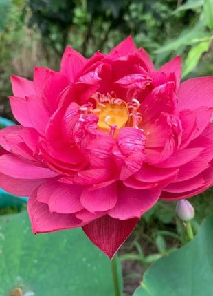 🔥 [7 days germination] Last Day Sale -49% OFF💐The Sacred Bonsai Bowl Lotus Flower