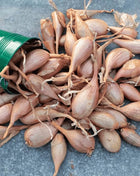 Zebrune Shallot – 25 Seeds
