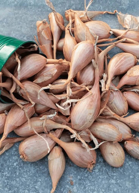 Zebrune Shallot – 25 Seeds