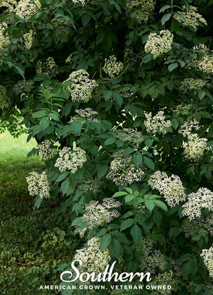 European Black Elderberry – 50 Seeds