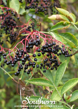 European Black Elderberry – 50 Seeds