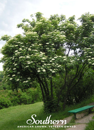 European Black Elderberry – 50 Seeds