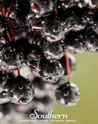 European Black Elderberry – 50 Seeds