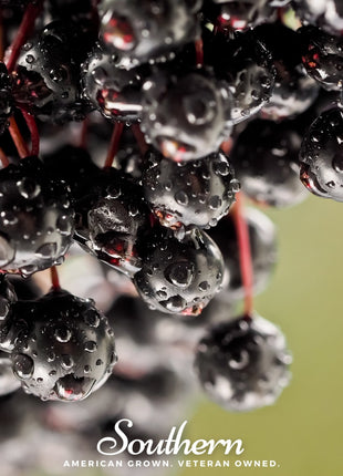 European Black Elderberry – 50 Seeds