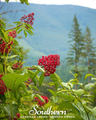 Pacific Red Elderberry – 50 Seeds