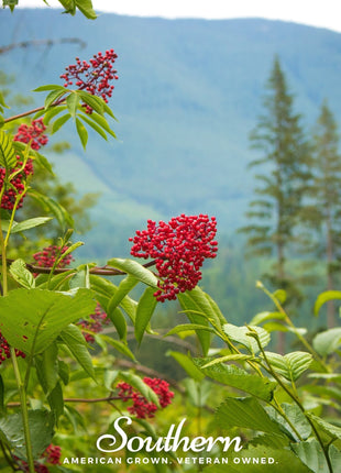 Pacific Red Elderberry – 50 Seeds