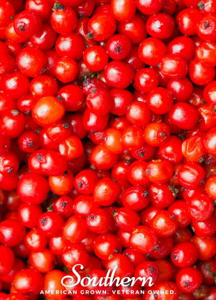 Pacific Red Elderberry – 50 Seeds