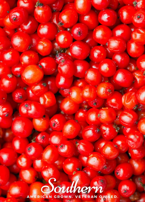 Pacific Red Elderberry – 50 Seeds