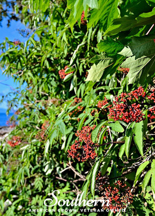 Pacific Red Elderberry – 50 Seeds