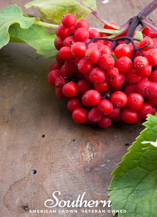Pacific Red Elderberry – 50 Seeds