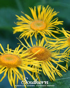 Elecampane – 25 Seeds