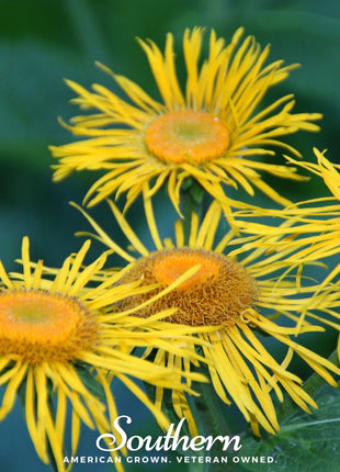 Elecampane – 25 Seeds