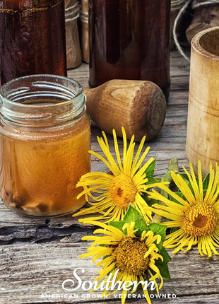 Elecampane – 25 Seeds