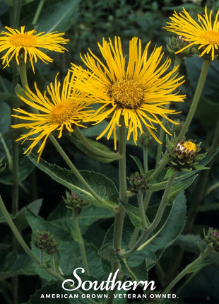 Elecampane – 25 Seeds