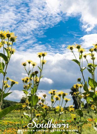 Elecampane – 25 Seeds