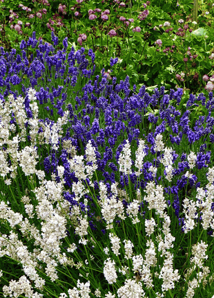 Ellagance Snow Lavender – 20 Seeds