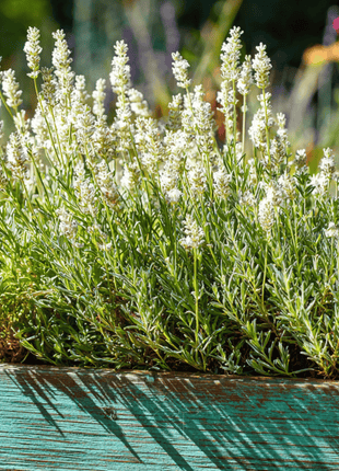Ellagance Snow Lavender – 20 Seeds