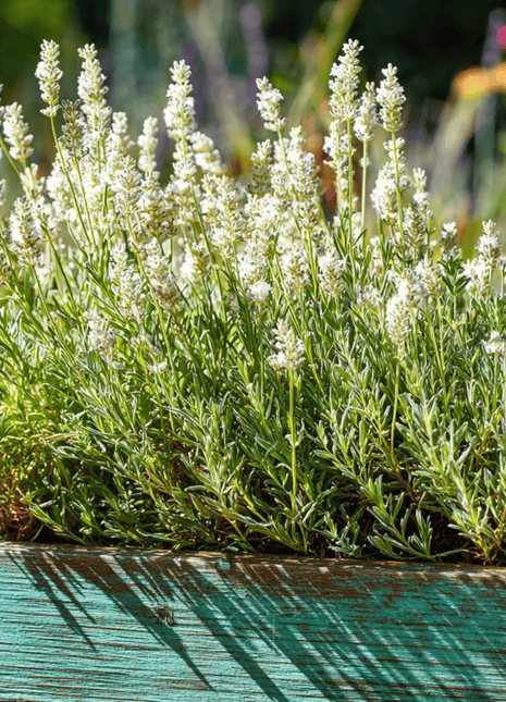 Ellagance Snow Lavender – 20 Seeds