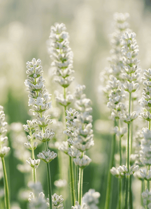 Ellagance Snow Lavender – 20 Seeds