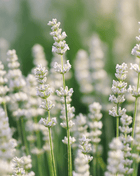 Ellagance Snow Lavender – 20 Seeds